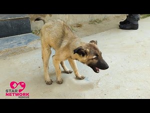 Rescue Street Puppy who was Trembling and Shivering for Months
