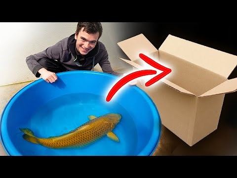 Unboxing my HUGE new pet koi fish!