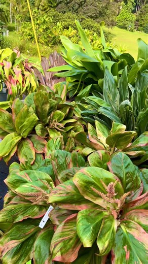 🌱Sneak peak 👀 Check out our ti selection at 2025 Fall Plant Sale this Friday and Saturday (December 12 and 13th)! #lyonarboretum #uhmanoa | Lyon Arboretum - University of Hawai'i at Mānoa