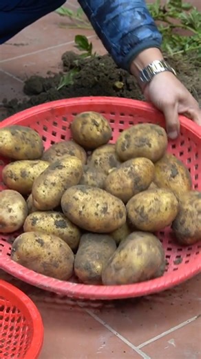 136K views · 898 reactions | US Europe DIY Simple Potato Growing Without a Garden! | H&H Gardening Tips | Facebook
