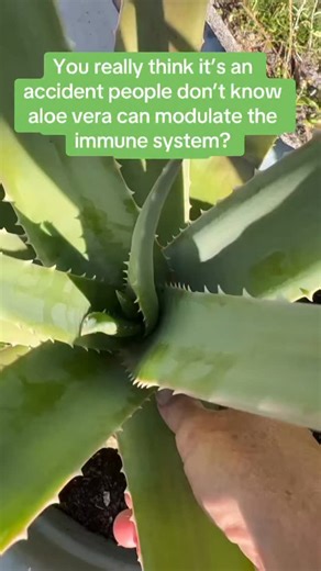 Acemannan has been clinically shown to do the following: 🌱 Improve gut health 🌱 Support healthy inflammatory biomarkers 🌱 Improve skin health 🌱 Stimulate collagen production 🌱 Aid in allergy responses 🌱 Enhance immune response to viruses & bacteria 🌱 Increase stem cell production 300% – 400% 🌱 Has a 10 fold impact on immune activation 🌱 Enhance the production of glutathione by 50% Did you know this? | Laura Ramos