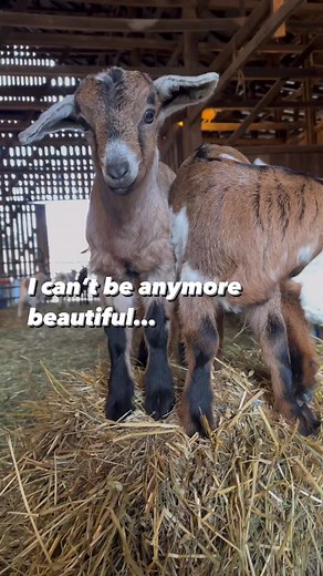 Yes! Yes you are. #goats #goatbabies #goat #kids #kid #beautiful #infinitebeautiful #infinite #goatbaby #farmlife #barnlife #barn #farming #goatherd #kentucky #kentuckyproud | Kentucky Farm Life