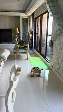 2025年9月11日 Leopard Turtle 🐢