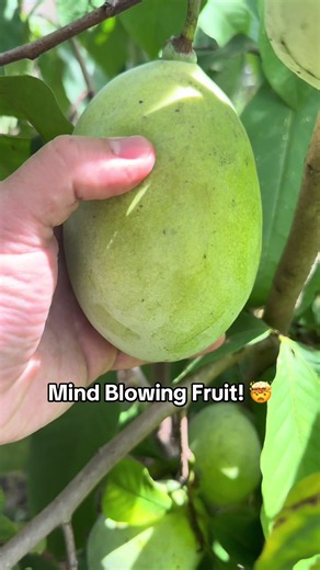 Pawpaw Tree: The Cold Hardy Fruit That Tastes Like the Tropics