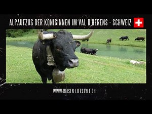 Switzerland/Suisse - Alpine ascent of the Eringer cows in Val D'Herens - reisen-lifestyle.ch