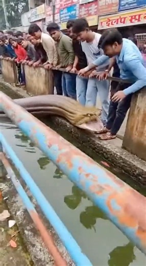 Indian Street Horror | Giant Snake Emerges From Nala & Attacks #snake #giantanimal