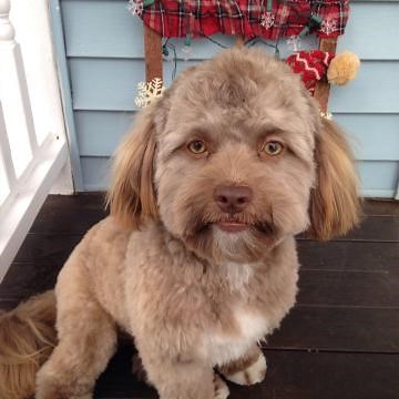 Dog blows our mind with human face