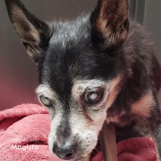 Happy update, Donner was rescued by Angels in Training Senior Dog Sanctuary 12/10/23💙 Zelle love@aitdogs.org Venmo @Angels-InTraining PayPal love@aitdogs.org Mail Angels In Training Inc. 26500 W. Agoura Rd. Suite 102738 Calabasas, CA 91302 Angels In Training Senior Dog Sanctuary aka Angels In Training Inc. is a 501(c)(3) Non-Profit Organization EIN: 47-5164357 https://www.aitdogs.org/ 🆘️EUTHANASIA ALERT EXIT DATE 12/11/23 CODE RED🆘️ Precious Donner landed at the shelter as a stray. Poor senio