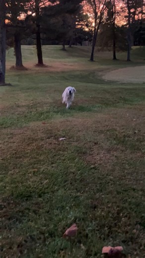Golf course is squirrel free and ready for action! #MitchellsGolfComplex #golf #fore #minigolf #drivingrange #goldenretriever #englishcreamgoldenretriever | Mitchell's Golf Complex