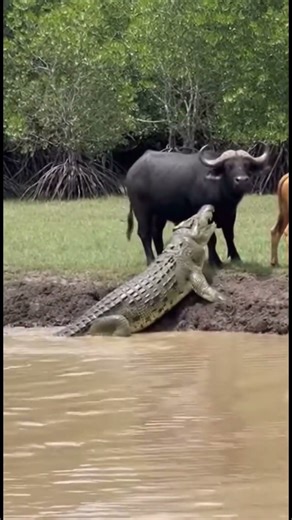 Buffalo Slams Crocodile in Shocking Mangrove Footage