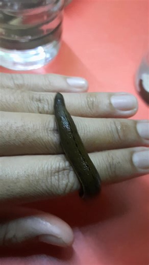 Air liur lintah memang menarik kerana mengandungi pelbagai bahan...