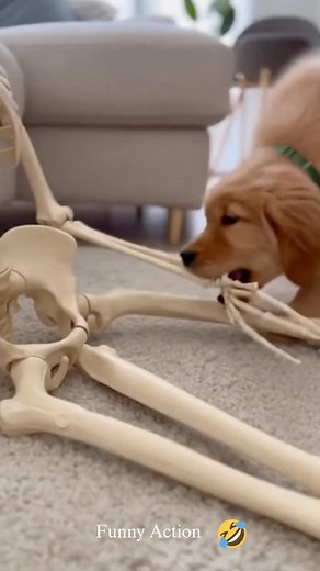 Dog Made a Skeleton Friend! 😂 Pets Snuggling Spooky Halloween Decorations. #SkeletonBuddy #FunnyHalloweenPets #DogLovesSkeleton #PetSnuggles #HalloweenDecorations #FunnyAnimalsForKids #CutePets #SpookySeason | Funny Action