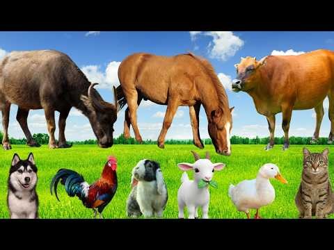 Farm Animals Foraging: Rabbit, Cow, Horse, Buffalo, Duck, Chicken, Sheep-Animal Sounds