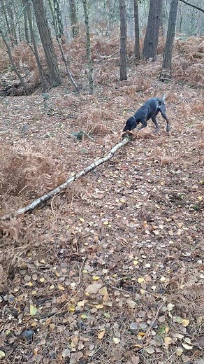 The difference between a Gsp, Boxer, Spaniel, Lab and a Cockapoo. I have no words 😂😂😂 | Totally Tails