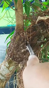Air grafting without planting media #ficusBenjamina #bonsaitree #fblifestyle | Karimun Java