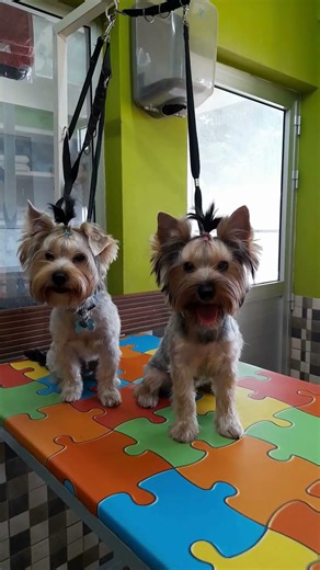 HAPPY YORKIE PUPPIES first full groom #dog #shorts #dogshorts #puppy #yorkie