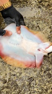 1.4K views · 25 reactions | Stingray poop  #Amazing | Niann Lim Parcon | Facebook