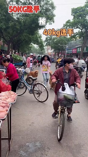 Adorable Dog Compilation for Dog Lovers | Funny and Cute Pets Videos