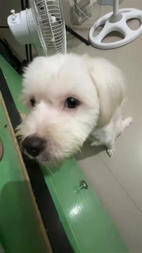 sharing you some of my cuteness 🥰 super duper late upload cause mowm was too busy hehe #chuchu #fyp #cutedog #dogsoftiktok #dogtrend