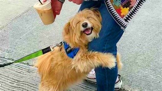 The wild joy when your dog greets you at the door