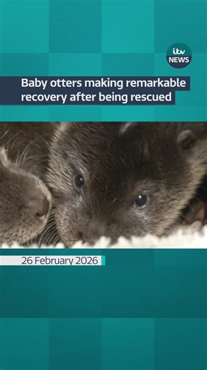 The pair of cubs - who’ve not yet been named - were found orphaned in a waterlogged field in west Suffolk. They were taken to a rescue centre where they’ll now stay for up to a year before being released back into the wild. #itvnews #animals #nature