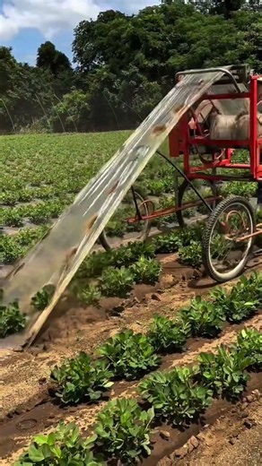 Landwirtschaft: Wie eine einfache Maschine die Ernte effizient transportiert