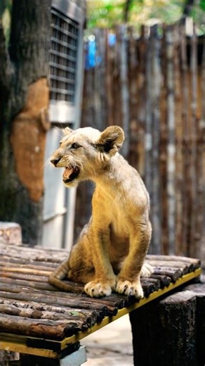 🦁🌿 Have we found SIMBA? Lion Cub tries to Roar like his Dad!#lion #lionking #simba #wildlife #shorts