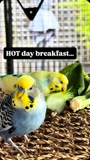 Budgie & Cat Nirvana on Instagram: "Forecast 45°C today… 🌡️🥵 So breakfast is a reduced veggie chop — lighter, fresher, and less likely to soil in extreme heat 🥗 On the top platform, Anthony & Betsy-Boy are straight onto the bok choy 🥬 Because we’re home, food will be refreshed later with just seed once the temperature climbs 🌡️ Small adjustments matter on days like this 💚 Hydration, shade, airflow — always first. 🐤💦🌿 We have ordered freeze dried chop for days like this from @chirpychopa