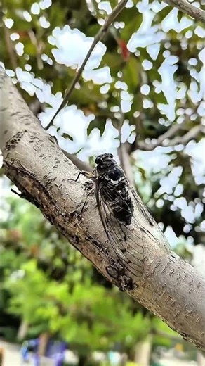 CICADA : THE LOUDEST SINGER OF SUMMER #wildlife #animals #education #shorts #nature #cicadasounds