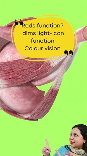 0610 IGCSE A level Olevel - Rods function dims light con function Colour vision