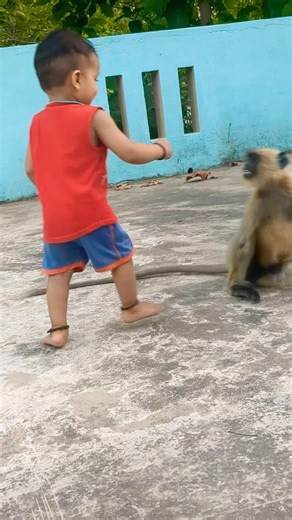 Bajeang Dal – Part 39 😜🎤🎉 Crazy Langur Fun #hanuman #monkey #divyanshaurlangurkiyaari