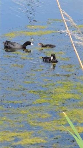 Mother Coot feeding baby Coot on the water,both parents around