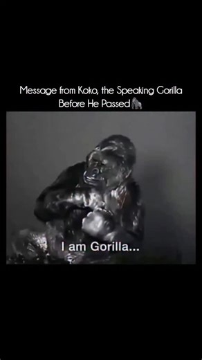 Animal Documentary & Science Concepts on Instagram: "Koko was a western lowland gorilla who communicated using sign language. She learned 1,000+ signs, understood spoken English, and showed emotions like love, humor, and grief. Koko helped change how humans view animal intelligence and emotions. 🦍💬 . . . #explore #earth #nature #secret #discovery #explorepage"
