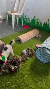 Do not use sausages to try to get a puppy to relax for a Xmas pic! 🤣🤣🤣🎄🐾 | PAWS Mauritius