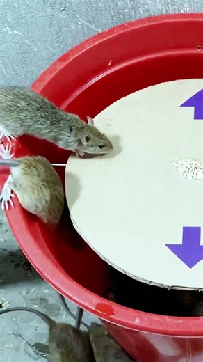Creative mouse trap design that really catches them #mousetrap #diy #shorts