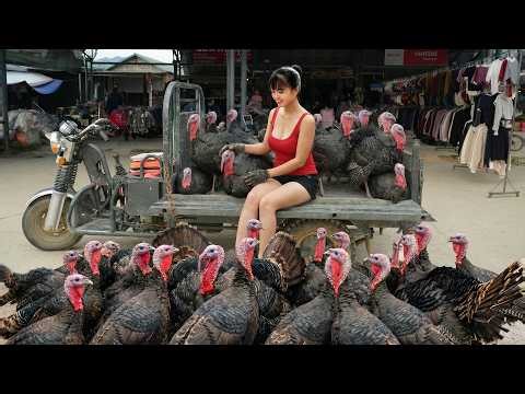 [TIMELAPSE] -- 199 Days Harvesting A Lot Of Big Turkeys, Turkey Eggs, Geese Go To Sell
