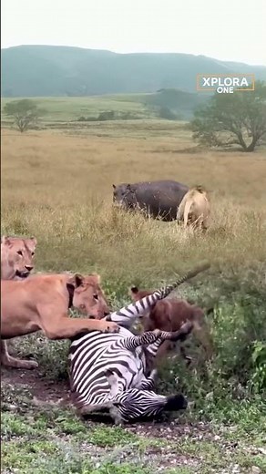 Unbelievable Moment! Lion Pride Surrounds a Zebra While Hyenas Rush In – Ultimate Savannah Showdown