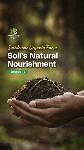 Inside Our Organic Farm - Episode 3: Compost & Manure Healthy soil begins with what we return to it. In organic farming, manure and compost are not waste. They are essential inputs that restore life to the soil. Made from cow dung, agricultural residues, and natural organic matter, compost improves soil structure, warmth, and moisture while feeding beneficial microbes. This rich, dark manure, often called “black gold,” provides natural nourishment to the soil. It contains key plant nutrients lik