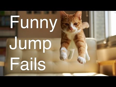 Funny Cat Jump Fails - Funny Cat Video Compilation 2014