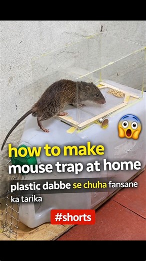 How to Make Mouse Trap at Home | Plastic Dabbe se Chuha Trap 😲 Shan Tech SKB #shorts