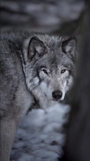 “The Secret Life of Wolves | Amazing Animal Facts” #animals #facts #wolf