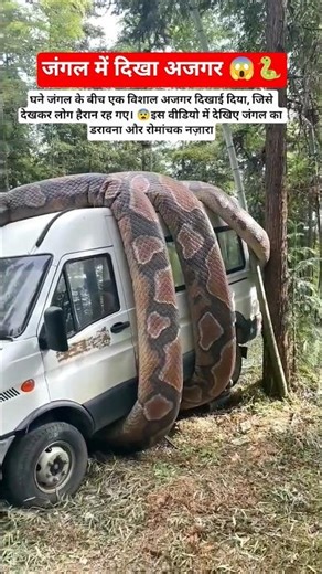 Python Spotted in Jungle 😱 🐍 #snake #python #motivation