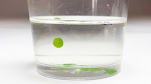 Study Photosynthesis with the Floating Leaf Disk Assay | Lesson Plan