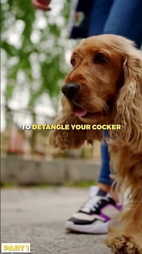 How to Properly Groom Your Cocker Spaniel | Part 1