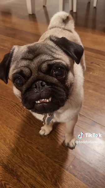 Head tilt check play this sound in front pf your dog #teddydapug