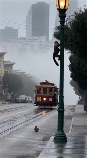 Monkey Madness on the San Francisco Streets