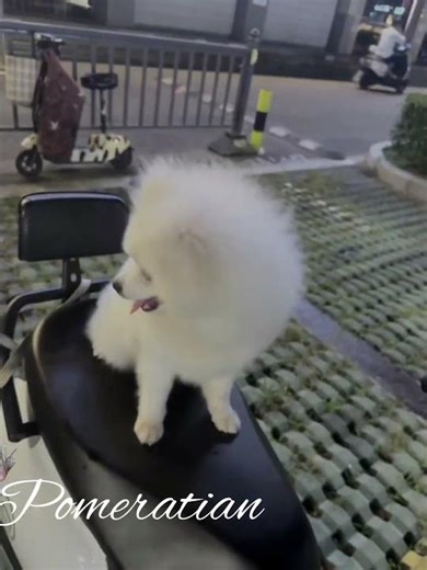 Chú chó phốc sóc đáng yêu #pomeranian #pets #cute