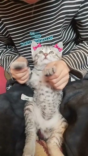 Let's play with the cat, shorst. #cat