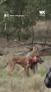 6.1M views · 5.8K reactions | Man rescues a dog from kangaroo | Watercooler Animals | Facebook