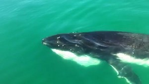 Incredible whalewatching today in Hervey Bay. Here is a rare video of a humpback whale opening its mouth and showing its baleen in the breeding grounds. | Pacific Whale Foundation